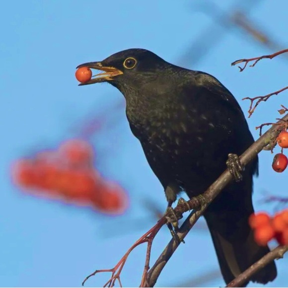 blackbirds65
